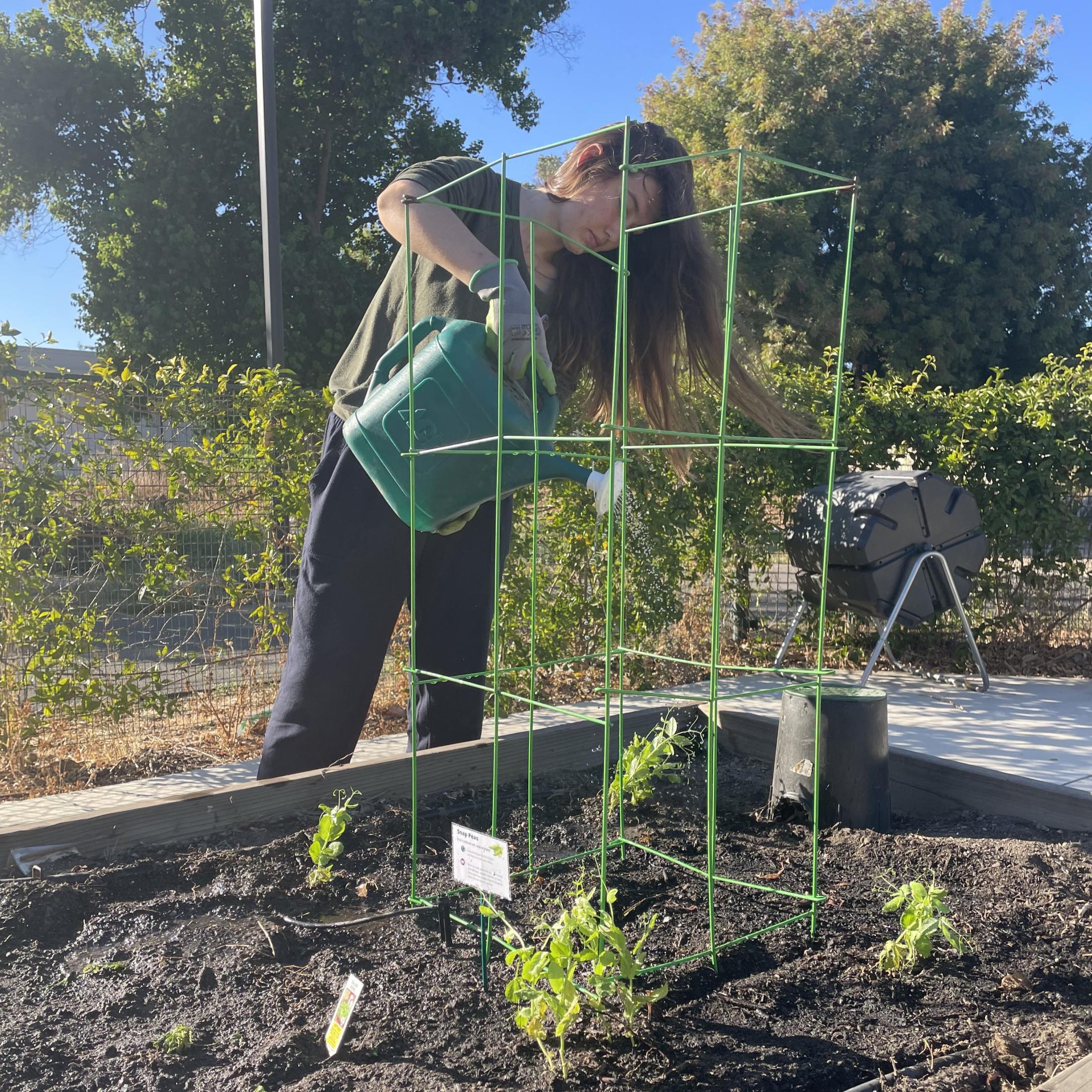 Person watering plants at one of the garden beds in the Resident Garden @ Tercero