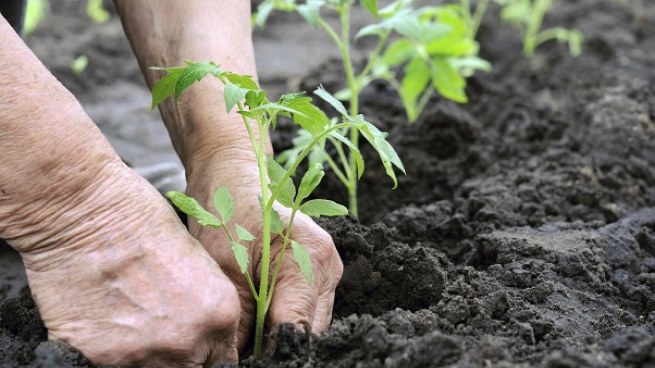 hands planting seedlings in soil